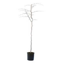 Azufaifo ZIZIPHUS JUJUBA