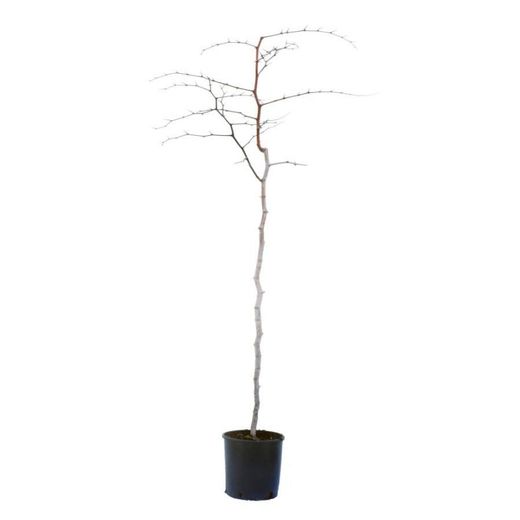 Azufaifo ZIZIPHUS JUJUBA