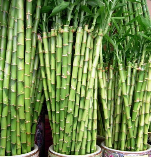Bambú de la Suerte