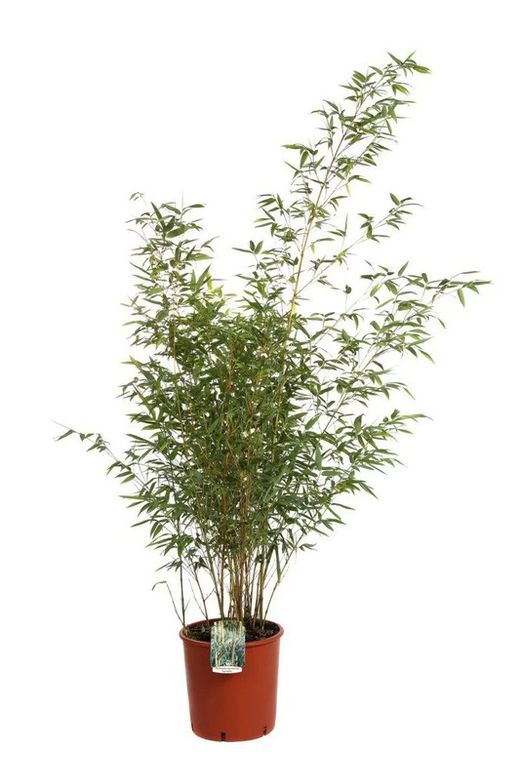 Bambú Phyllostachys Aurea