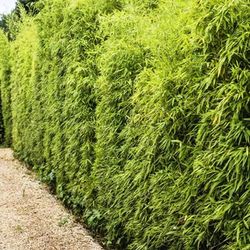Bambú Phyllostachys Aurea