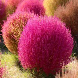 Bassia Scoparia (Mirambell) Kochia Caja 4 uds