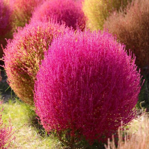 Bassia Scoparia (Mirambell) Kochia Caja 4 uds