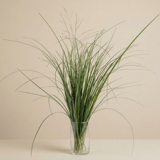 Beargrass Preservat