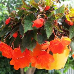 Begonia Belina
