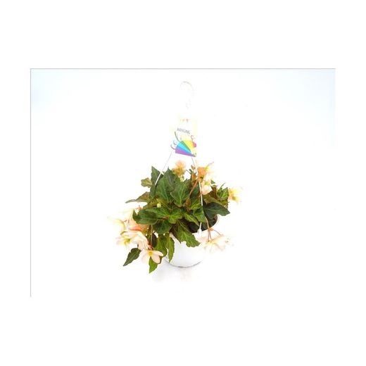 Begonia Belina