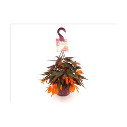 Begonia Belina