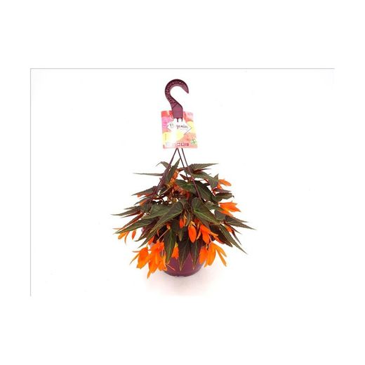 Begonia Belina