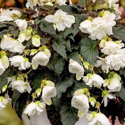 Begonia Belina