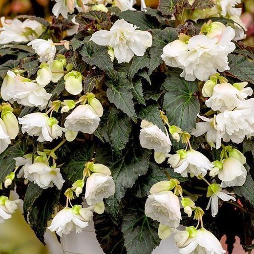 Begonia Belina