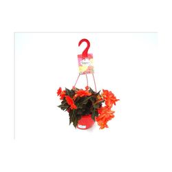 Begonia Belina