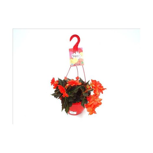 Begonia Belina