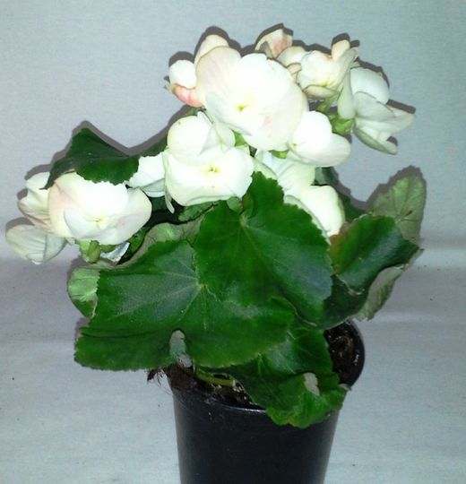 Bégonia Elatior