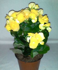 Bégonia Elatior