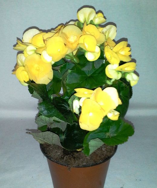 Bégonia Elatior