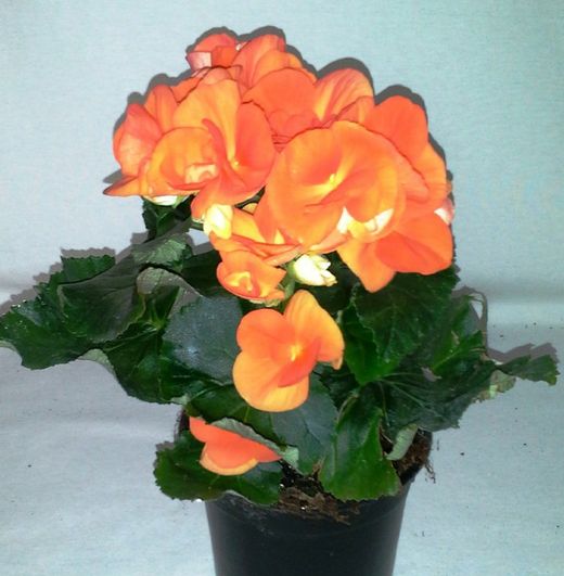 Bégonia Elatior