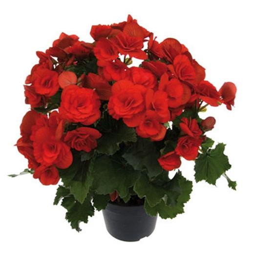 Bégonia Elatior