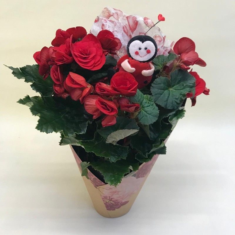 Begonia Elatior San Valentin Amarillo