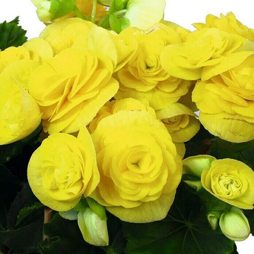 Begonia Elatior San Valentin