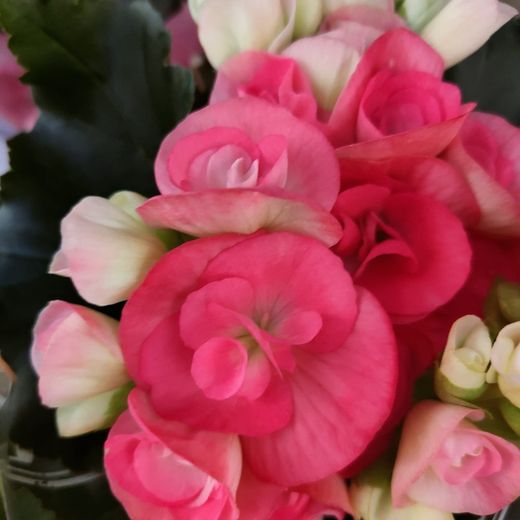 Begonia Elatior San Valentin