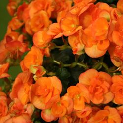 Begonia Elatior San Valentin