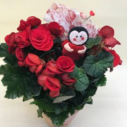 Begonia Elatior San Valentin