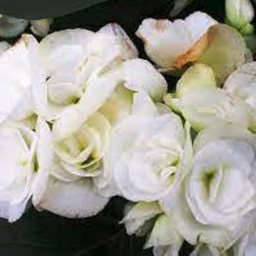 Begonia Elatior San Valentin