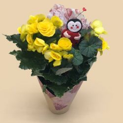 Begonia Elatio San Valentin
