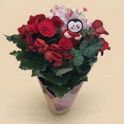 Begonia Elatio San Valentin