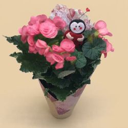 Begonia Elatio San Valentin