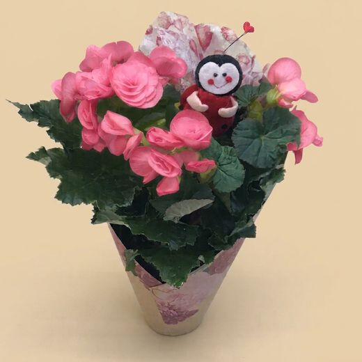 Begonia Elatio San Valentin
