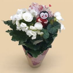 Begonia Elatio San Valentin