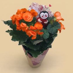 Begonia Elatio San Valentin