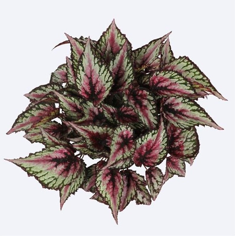 Begonia Rex — Floresfrescasonline