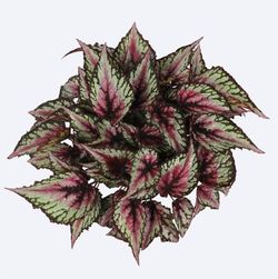 Begonia Rex