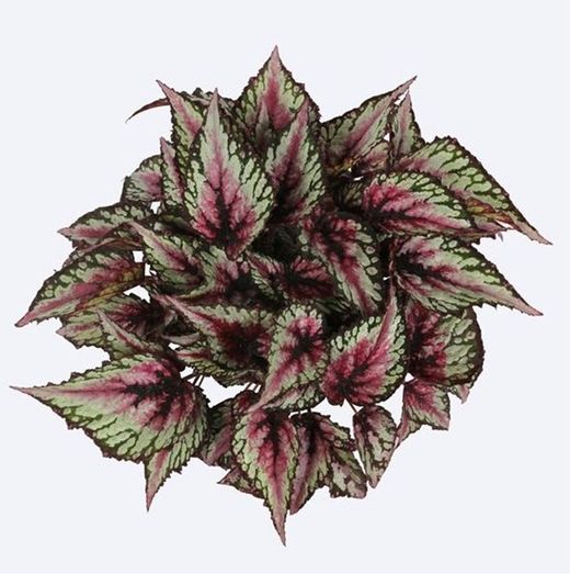 Begonia Rex