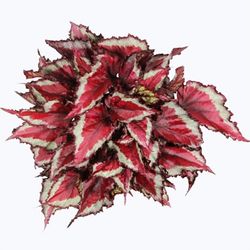 Begonia Rex