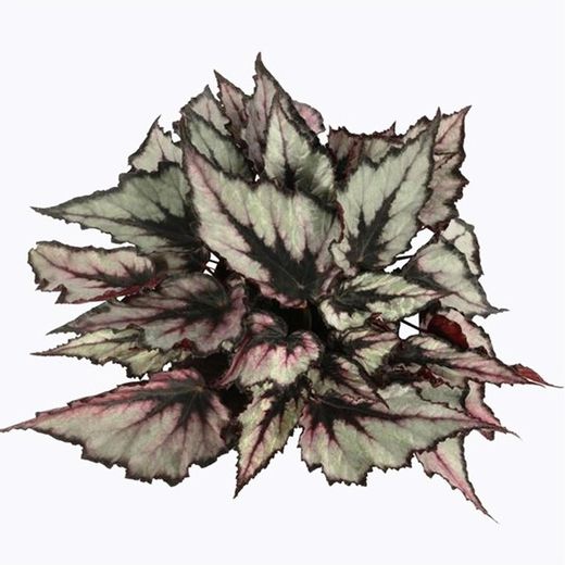 Begonia Rex