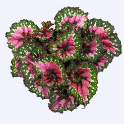 Begonia Rex