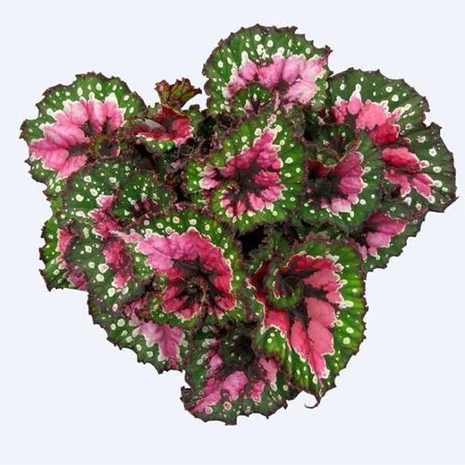 Begonia Rex