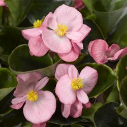 Begonia Semperflorens Caja de 15 uds.