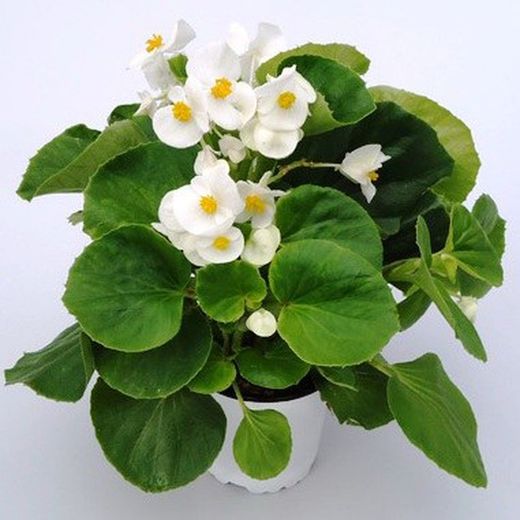 Begonia Semperflorens Caja de 15 uds.