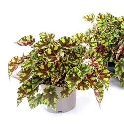 Begonia Tiger