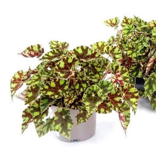 Begonia Tiger