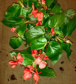 Begonias Botánicas