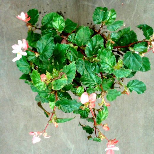 Begonias Botánicas