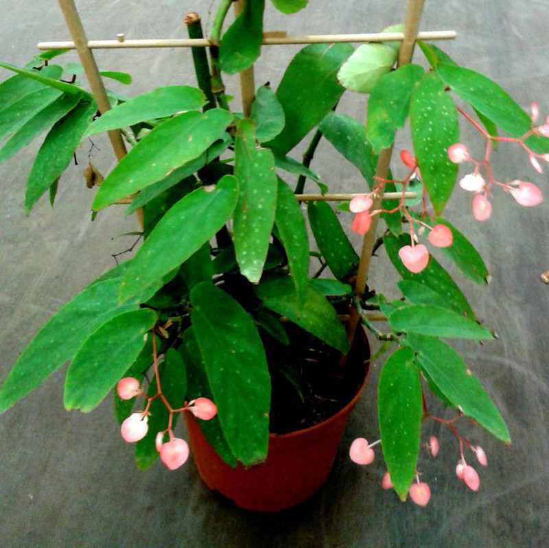 Begonias Botánicas — Floresfrescasonline