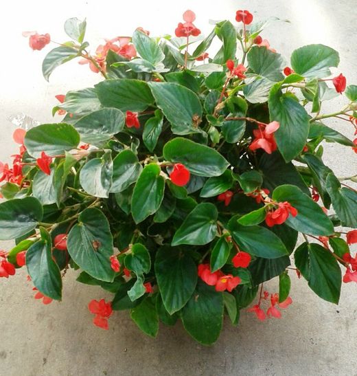 Begonias Botánicas