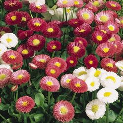 Bellis Perennis Botonet Caja 15 uds.