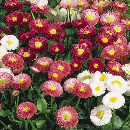 Bellis Perennis Botonet Caja 15 uds.